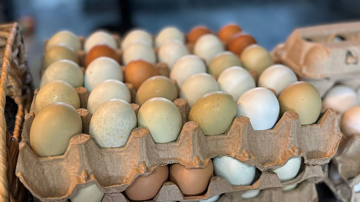 Bandeja huevos gallina araucana 12 un 1