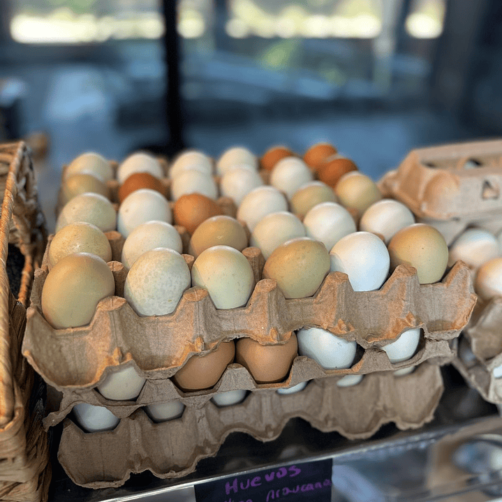 Bandeja huevos gallina araucana 12 un 1