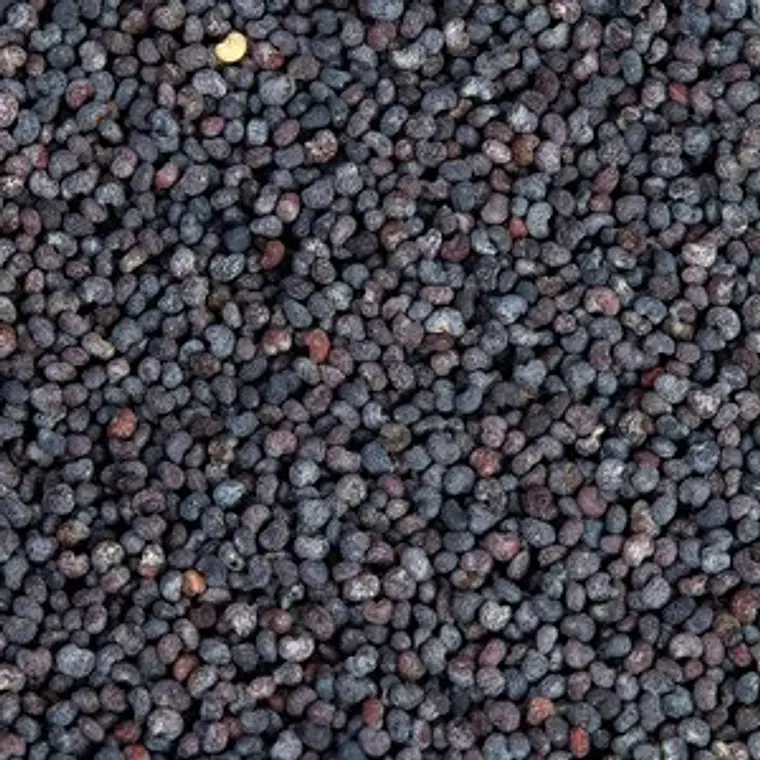 Amapola 1