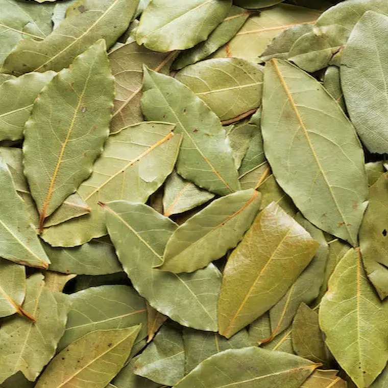 Laurel 2