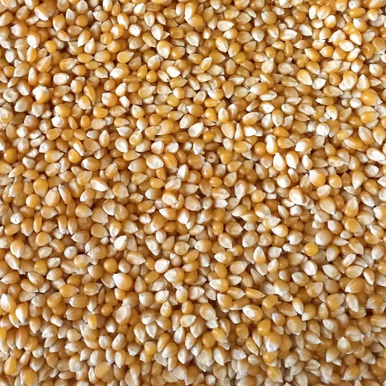 Maíz Curagua Pop 2