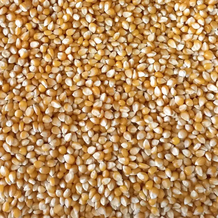 Maíz Curagua Pop 2