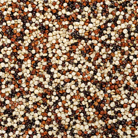 Quinoa tricolor (para cocinar)
