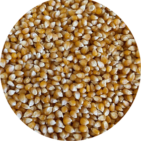 Maíz Curagua (Pop Corn)