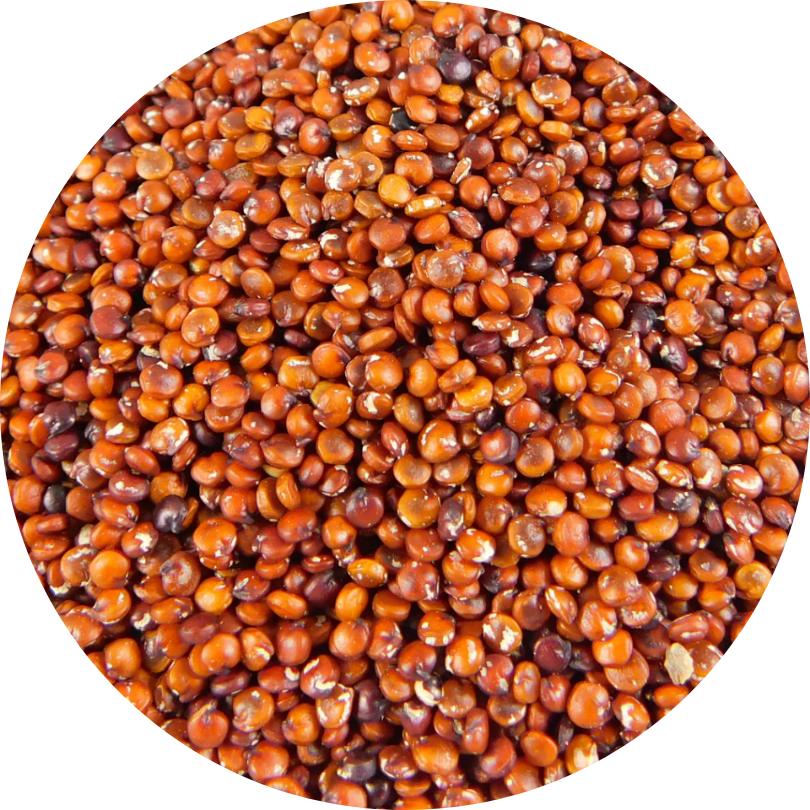 Quinoa Roja 1
