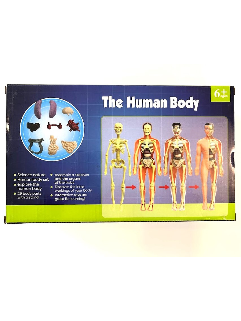 Set cuerpo humano armable 2