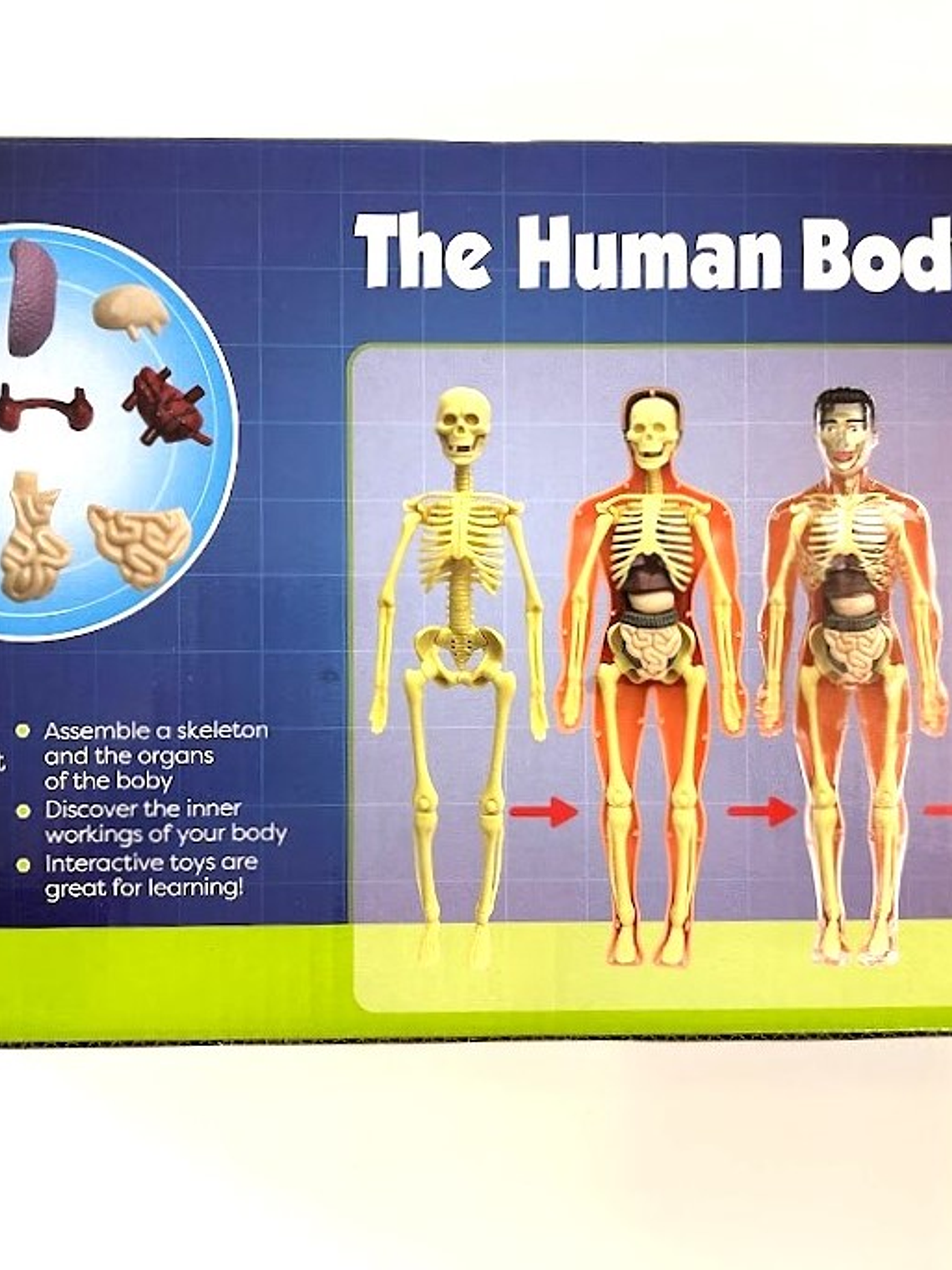 Set cuerpo humano armable 2