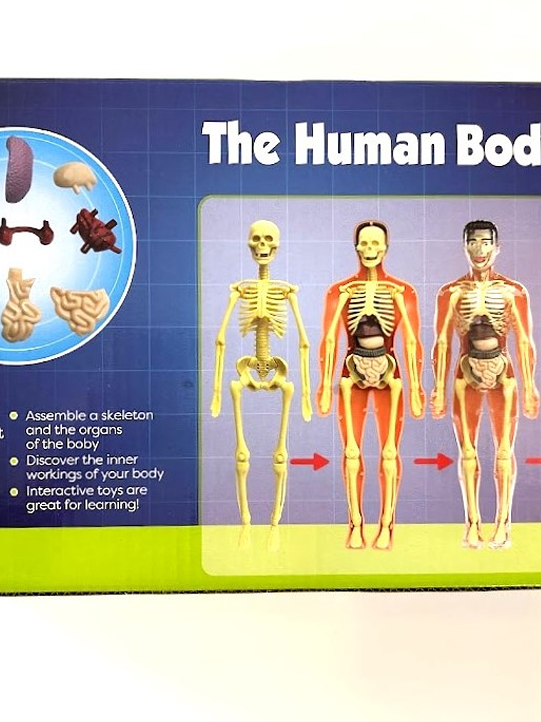 Set cuerpo humano armable 2