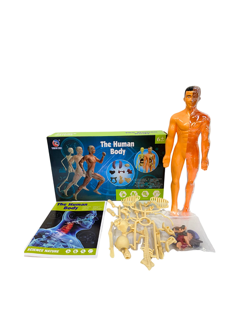 Set cuerpo humano armable 1