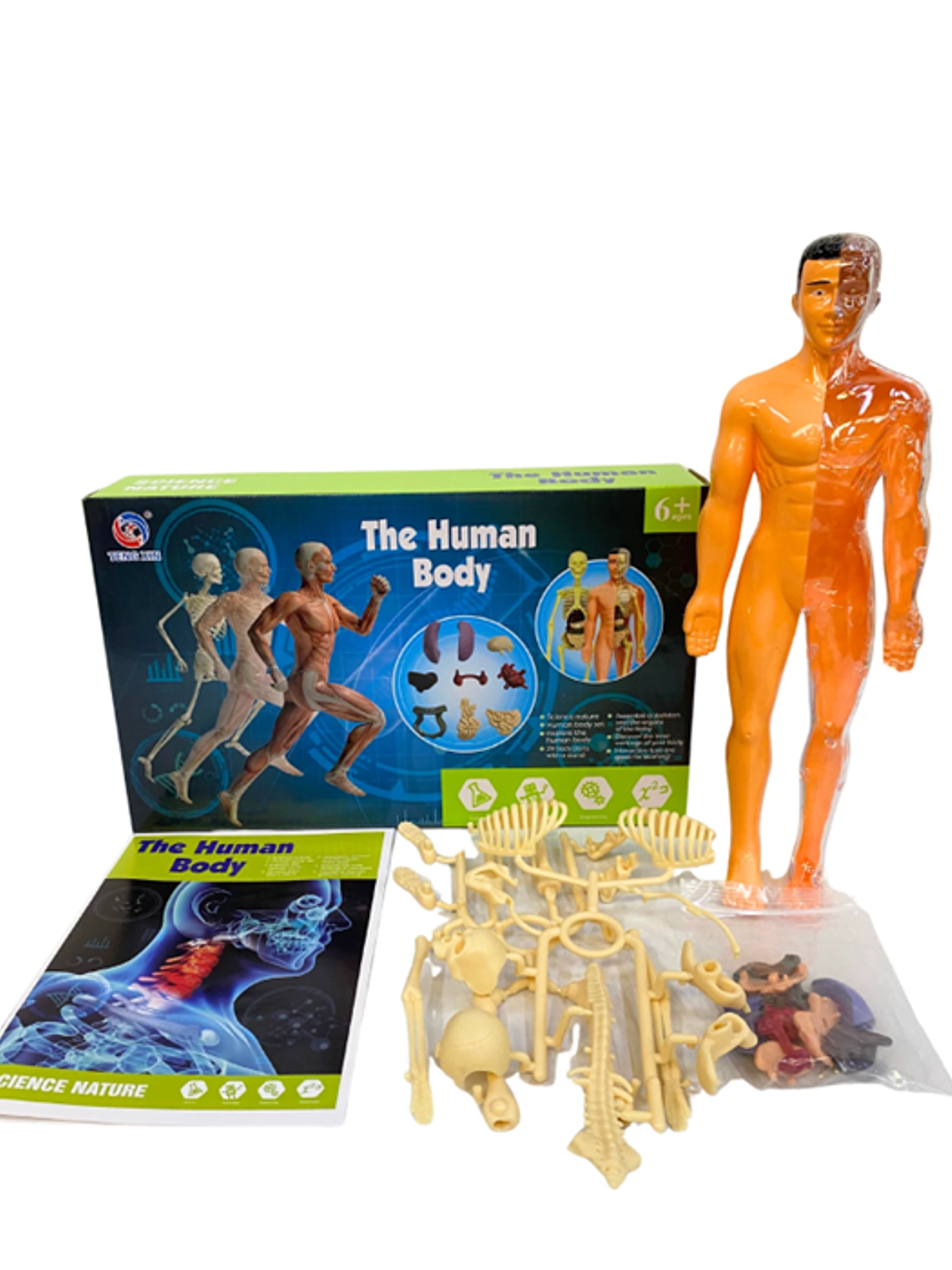 Set cuerpo humano armable 1