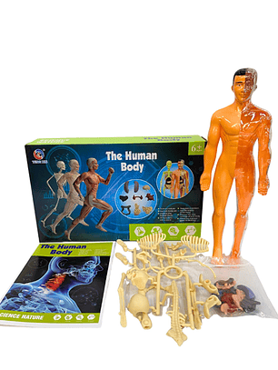 Set cuerpo humano armable