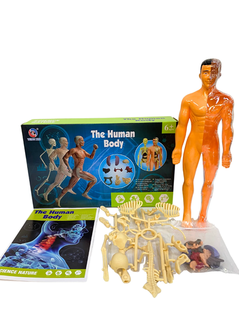 Set cuerpo humano armable 1