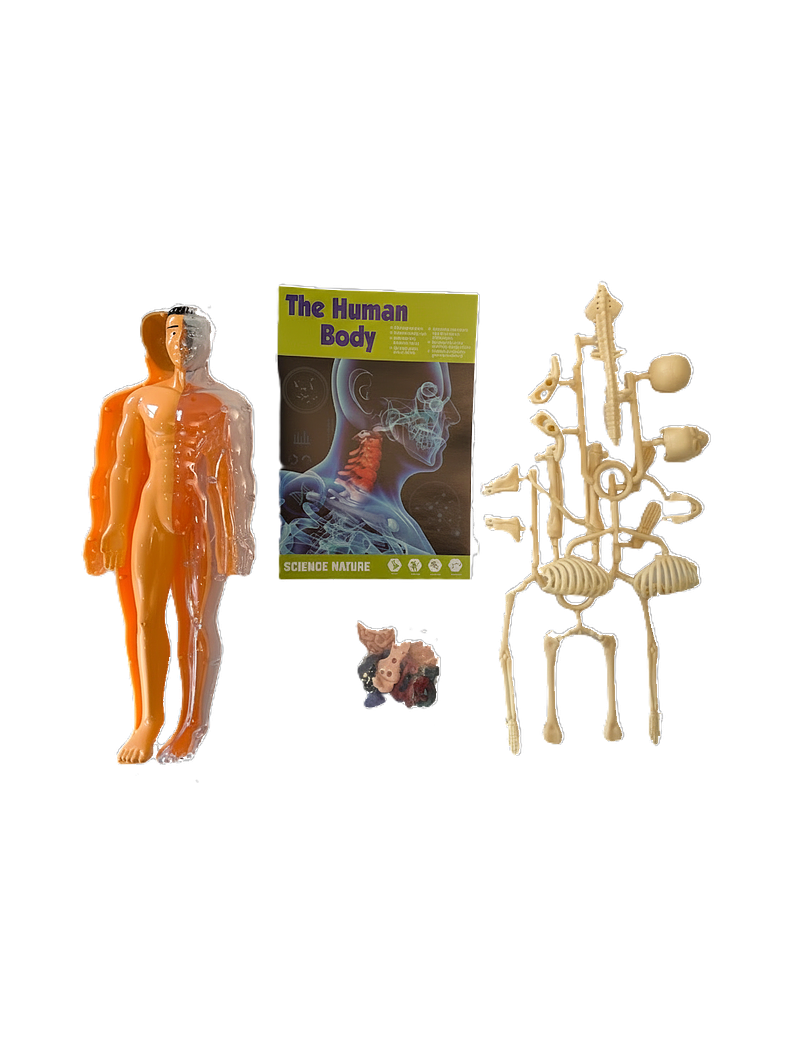 Set cuerpo humano armable 3