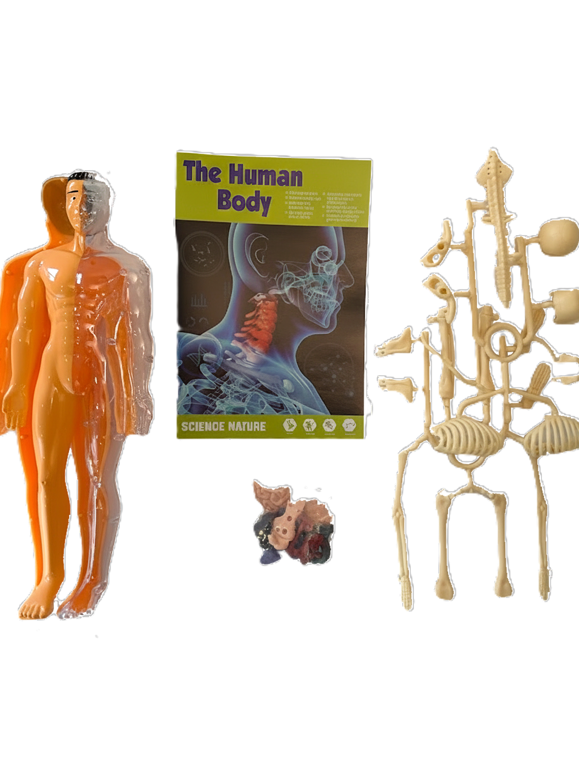 Set cuerpo humano armable 3