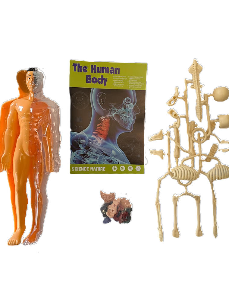 Set cuerpo humano armable 3