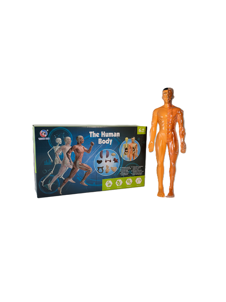 Set cuerpo humano armable 5