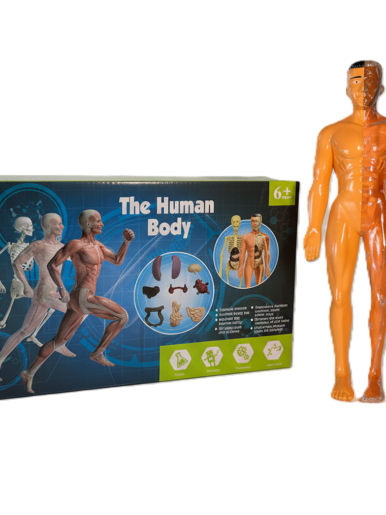 Set cuerpo humano armable 5