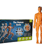 Set cuerpo humano armable - Miniatura 5