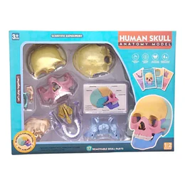 Modelo Cráneo Humano Didáctico Armable Anatomía Rompecabezas