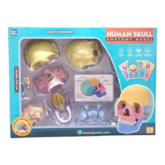 Modelo Cráneo Humano Didáctico Armable Anatomía Rompecabezas