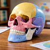 Modelo Cráneo Humano Didáctico Armable Anatomía Rompecabezas