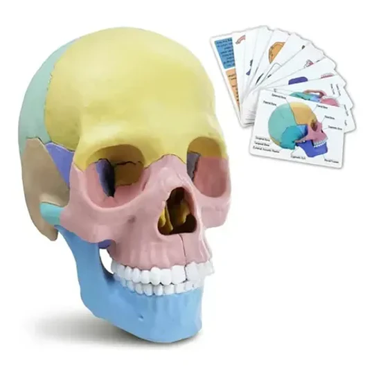 Modelo Cráneo Humano Didáctico Armable Anatomía Rompecabezas