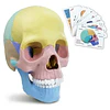 Modelo Cráneo Humano Didáctico Armable Anatomía Rompecabezas