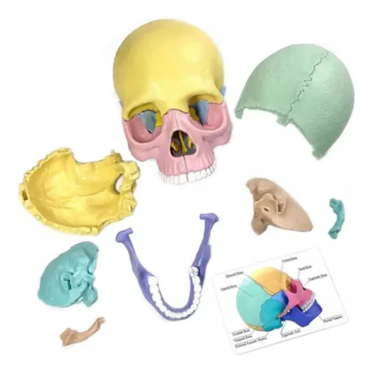 Modelo Cráneo Humano Didáctico Armable Anatomía Rompecabezas