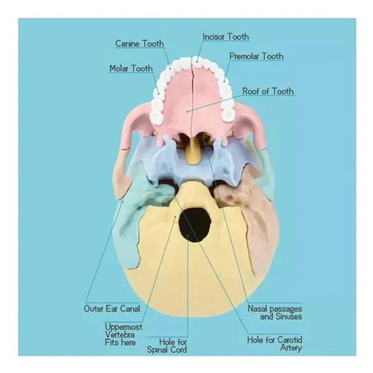 Modelo Cráneo Humano Didáctico Armable Anatomía Rompecabezas