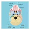 Modelo Cráneo Humano Didáctico Armable Anatomía Rompecabezas