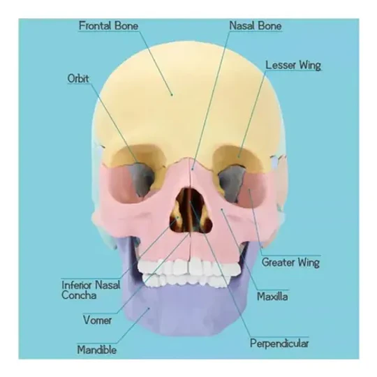 Modelo Cráneo Humano Didáctico Armable Anatomía Rompecabezas