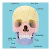 Modelo Cráneo Humano Didáctico Armable Anatomía Rompecabezas