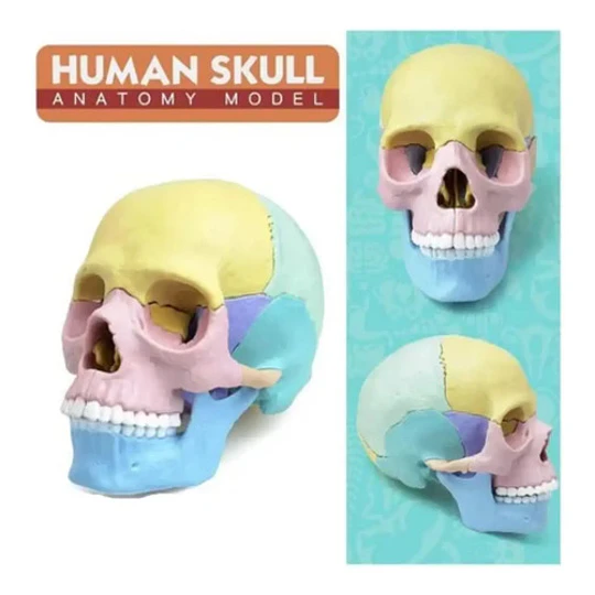 Modelo Cráneo Humano Didáctico Armable Anatomía Rompecabezas