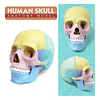 Modelo Cráneo Humano Didáctico Armable Anatomía Rompecabezas