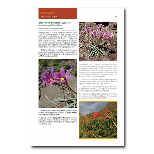 Flores de alta montaña de los Andes Patagónicos