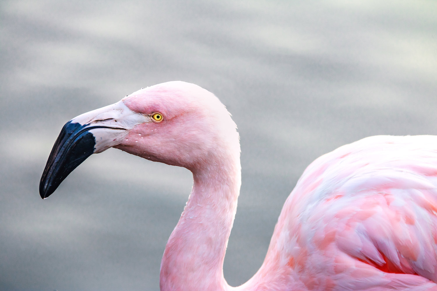 El fascinante y misterioso mundo de los pájaros