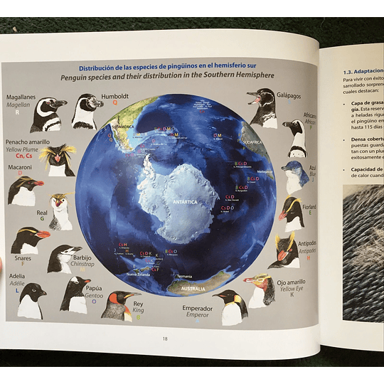 Pingüino de Magallanes - Entre islas y agua del estrecho