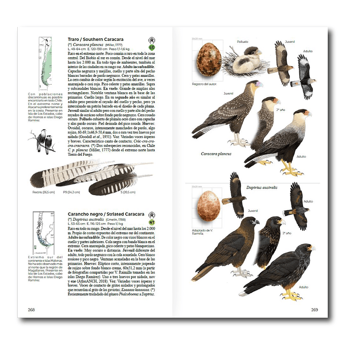 Aves de Chile - Daniel Martinez 2