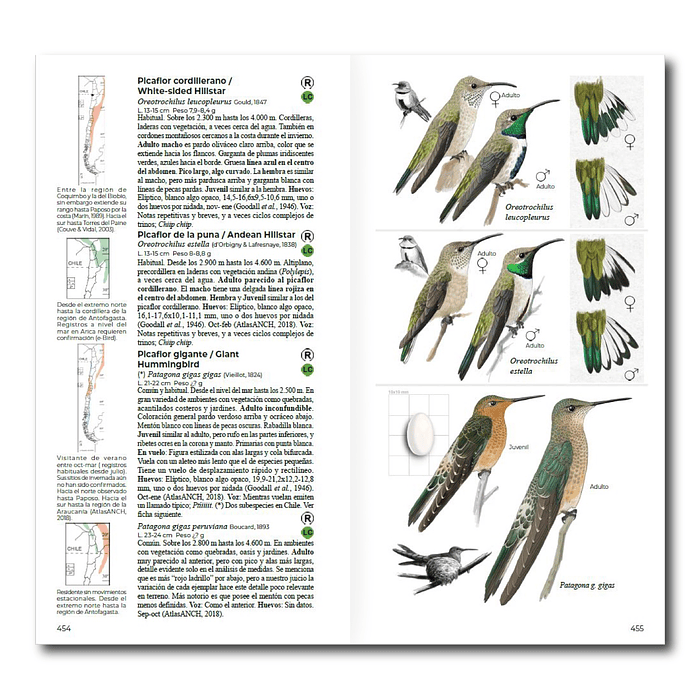 Aves de Chile - Daniel Martinez 3