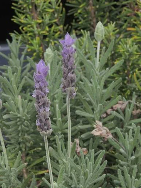 Lavanda Francesa
