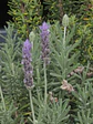Lavanda Francesa - Miniatura 1