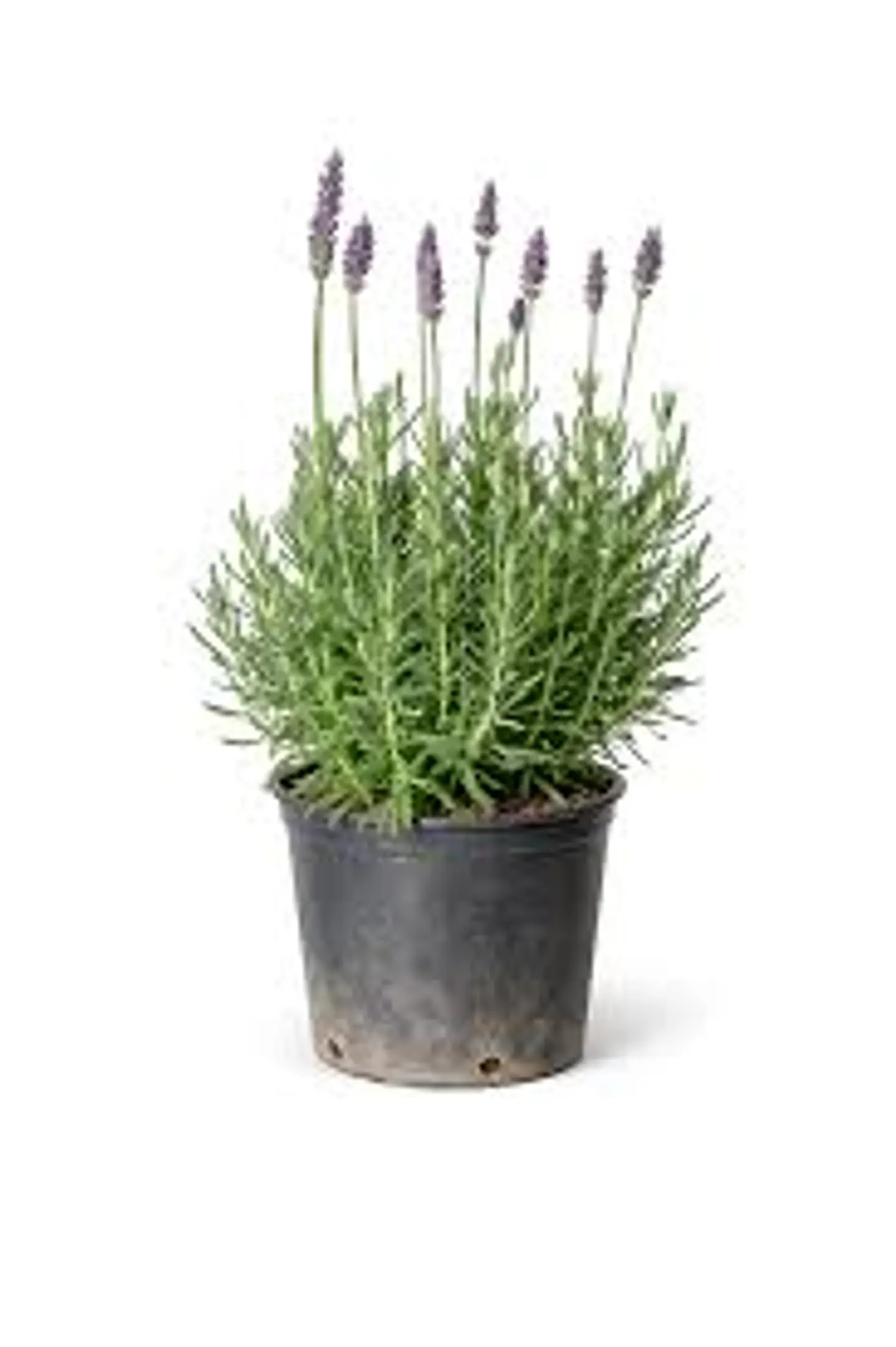 Lavanda Francesa 2