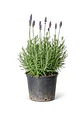 Lavanda Francesa - Miniatura 2