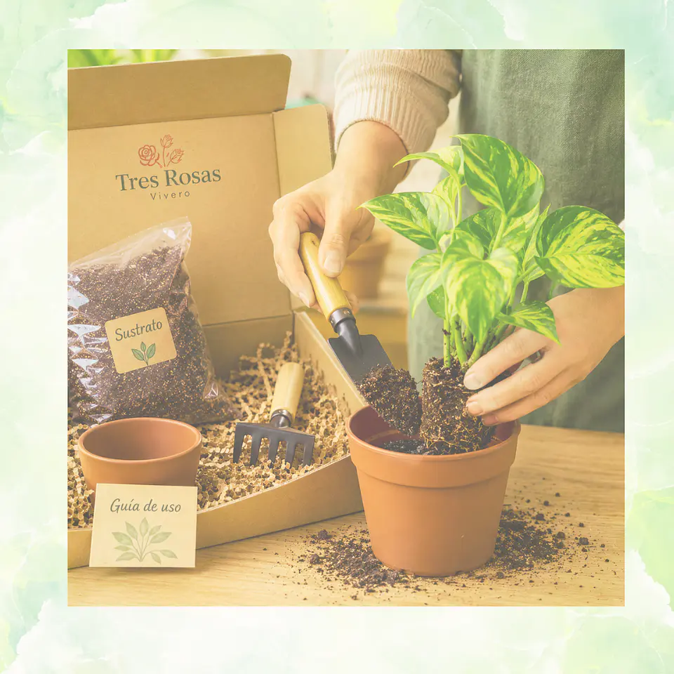 Kit de Jardinería con Planta 2