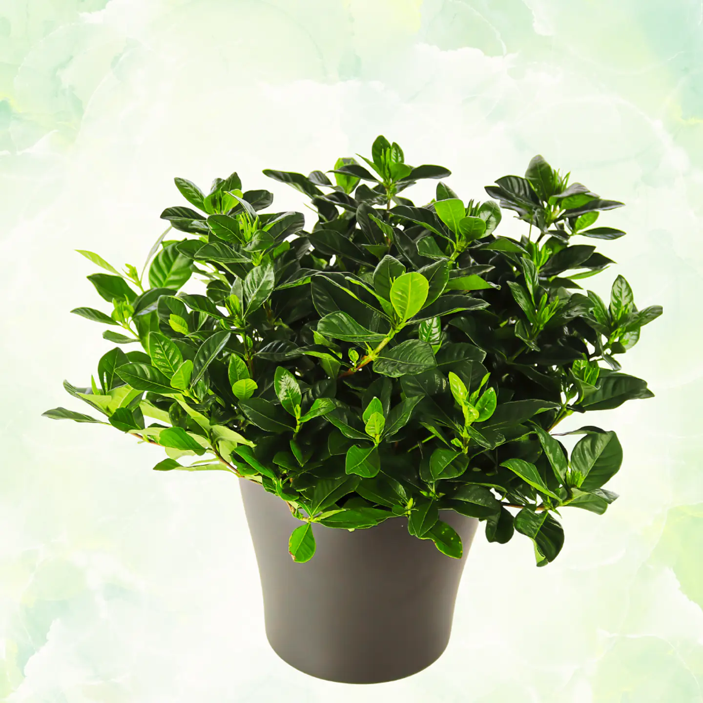 Gardenia en Maceta 1