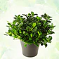Gardenia en Maceta - Miniatura 1