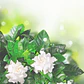 Gardenia en Maceta - Miniatura 2