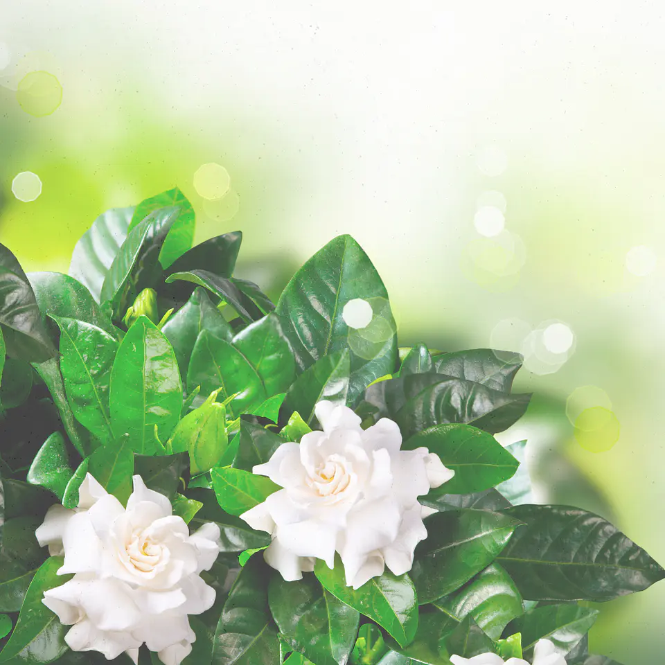 Gardenia en Maceta 2