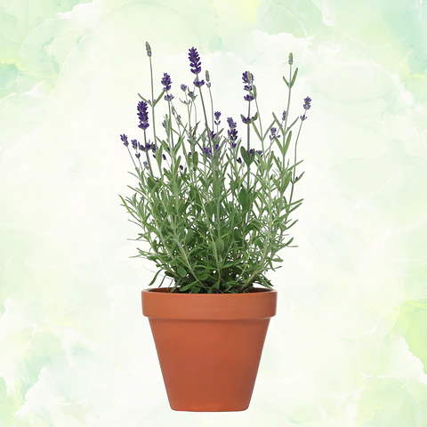 Lavanda en Maceta