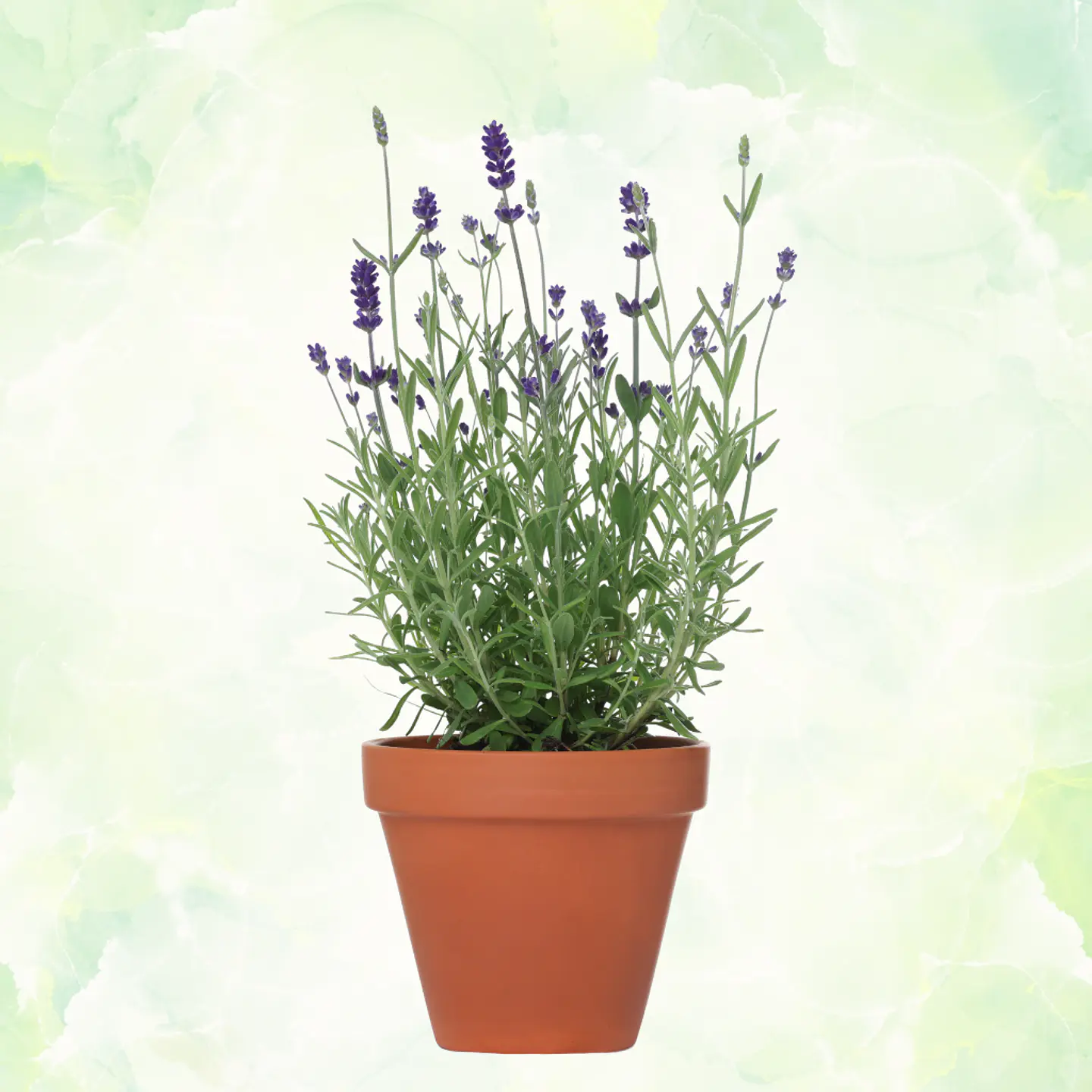 Lavanda en Maceta 1